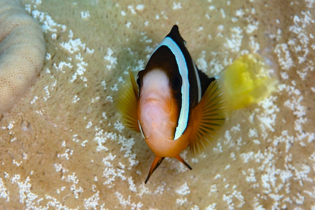 Clownfische - Amphiprion clarkii. Unterwasserwelt von Bali.