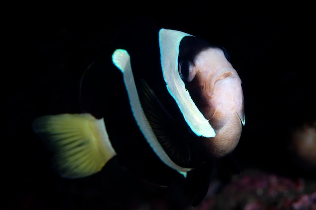 Clownfische - Amphiprion clarkii. Unterwasserwelt von Bali.