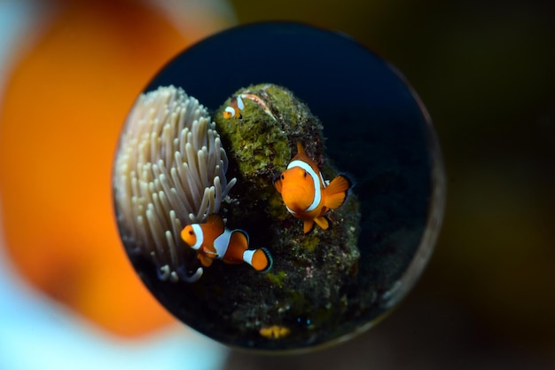 Clownfische - Amphiprion ocellaris. Fotos, die mit einem speziellen Magic Ball-Objektiv aufgenommen wurden. Bali, Indonesien.