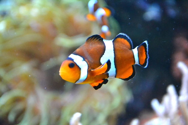 Clownfische Anemonenfische Amphiprioninae schwimmen