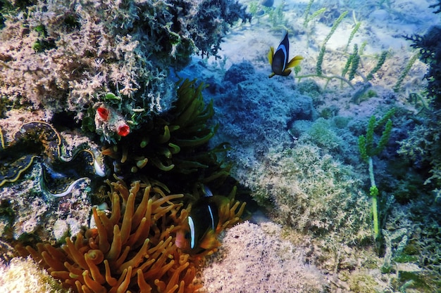 Clownfische des Roten Meeres (Amphiprion bicinctus) Rotes Meer, Meereslebewesen