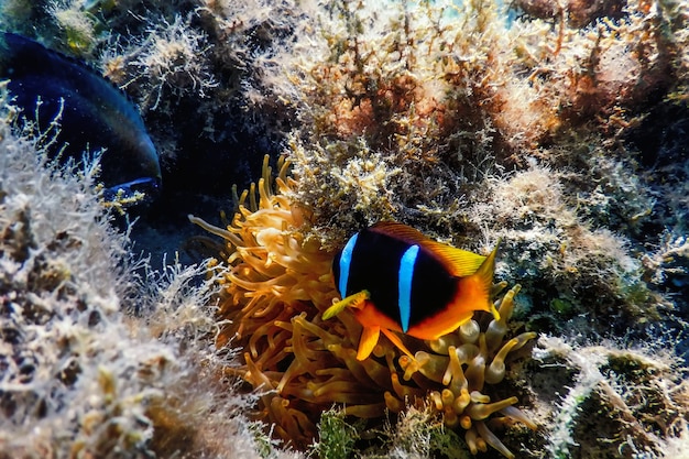 Clownfische des Roten Meeres (Amphiprion bicinctus) Rotes Meer, Meereslebewesen