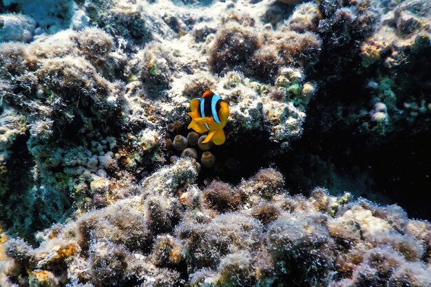 Clownfische des Roten Meeres (Amphiprion bicinctus) Rotes Meer, Meereslebewesen