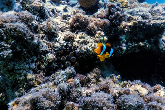 Clownfische des Roten Meeres (Amphiprion bicinctus) Rotes Meer, Meereslebewesen