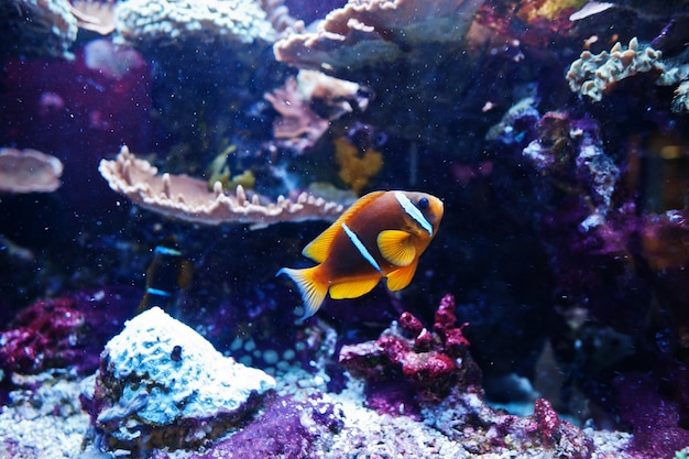 Clownfische oder Anemonenfischfische aus der Unterfamilie Amphiprioninae im Aquarium