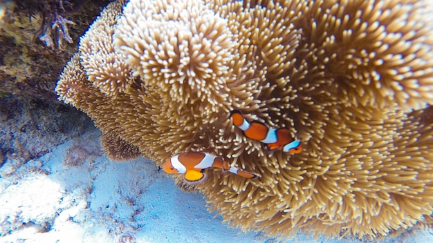 Clownfische schwimmen im Meer