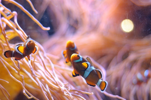 Clownfische schwimmen in der Nähe von Korallen im Meer