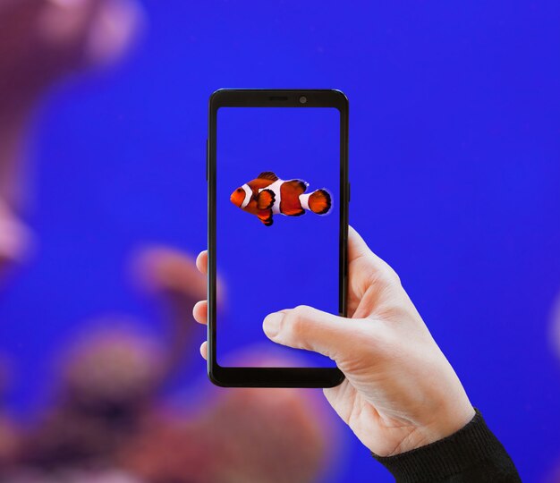 Clownfish fotografiert mit Handy.