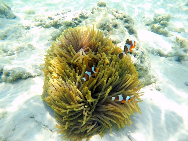 Clownfish mit Seeanemonen unter Meer, Surin Islands, Thailand