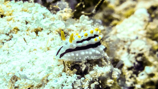 Clsoe up oif Phyllidia alyta nudibranch en Maldivas.