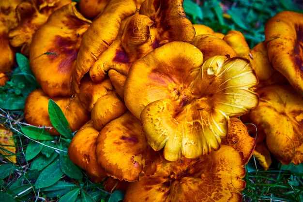 Cluster aus leuchtend orangefarbenen und gelben Pilzpilzen auf dem Boden