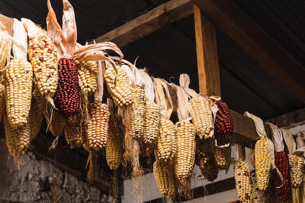 Cluster aus weißem und violettem Mais, der vom Dach eines Hauses im Hochland von Peru hängt.