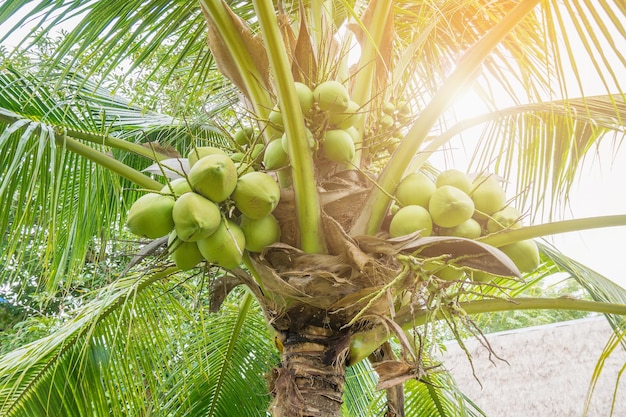 Clúster de coco fresco en cocotero