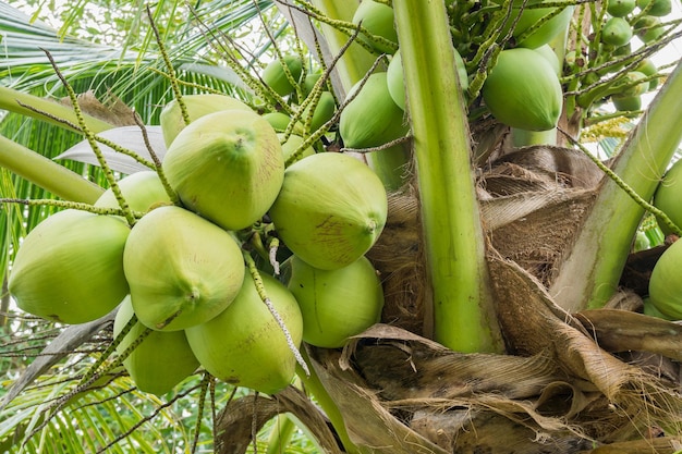 Clúster de coco fresco en cocotero
