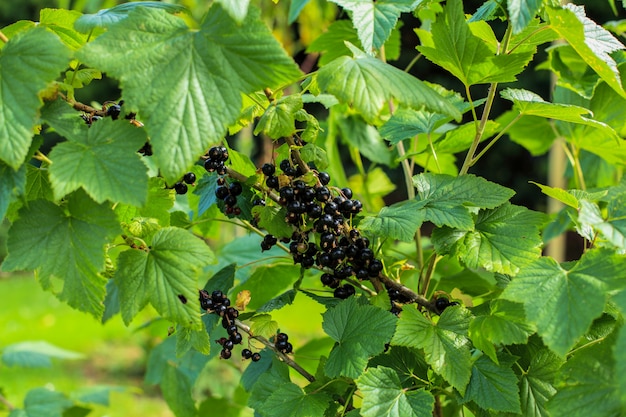 Cluster de groselha