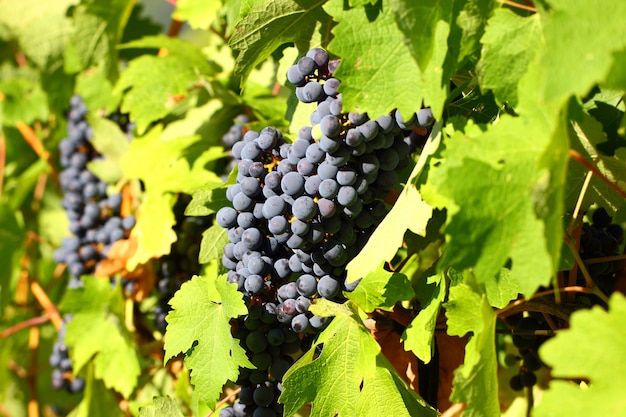 Cluster de uva com bagas escuras azuis penduradas e amadurecendo em um arbusto com folhas.