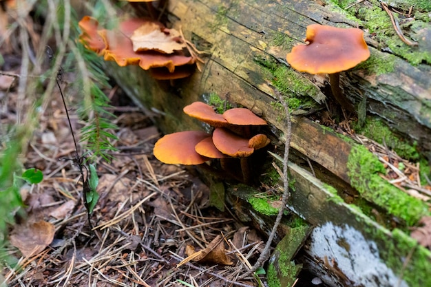 Cluster von Gymnopilus junonius-Pilzen, Der Pilz wächst auf alten Kiefern, verrottenden Bäumen, ist nicht essbar