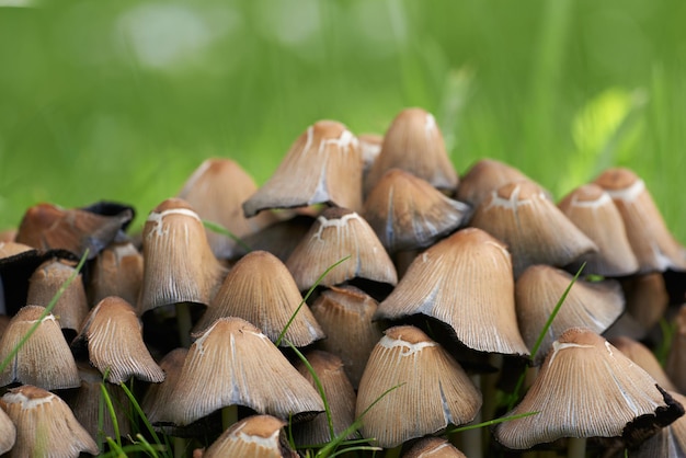 Cluster von Pilzen und hellgrünem Gras, die im Frühjahr in einem Garten wachsen Haufen giftiger Pilze, die sich an einem sonnigen Tag auf einem Feld in der Natur ausbreiten Tintenkappe oder Coprinellus micaceus Pflanzenhintergrund