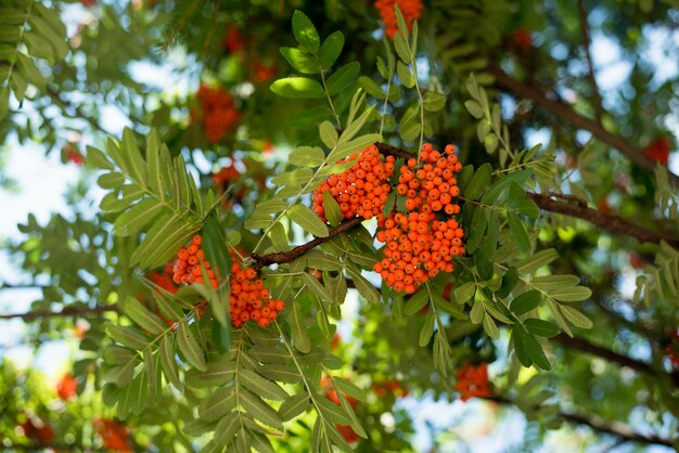 Clusters vermelhos de uma montanha de cinzas ou rowanberry, na filial em summe