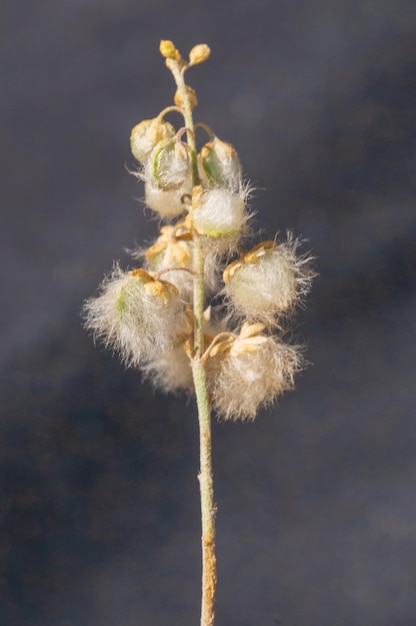 Clypeola eriocarpa - espécie de planta pertencente à família Brassicaceae.