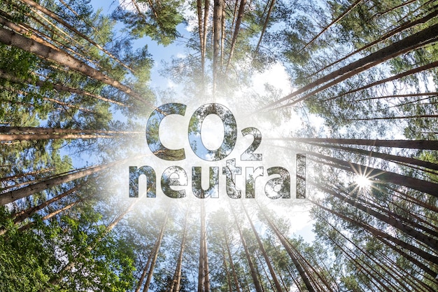 CO2-neutrales Textkonzeptbild gegen Bäume, die im himmelhohen Kiefernwald wachsen