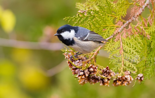 Coal Tit Periparus ater Coal Titmouse Um pássaro senta-se em um galho de um thuja