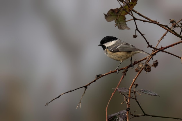 Coal Tit Periparus ater encaramado en una rama estéril en la niebla brumosa