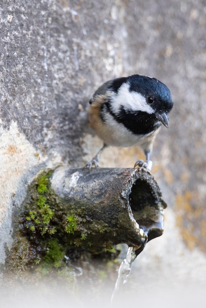 Coal tit Periparus ater Málaga Espanha