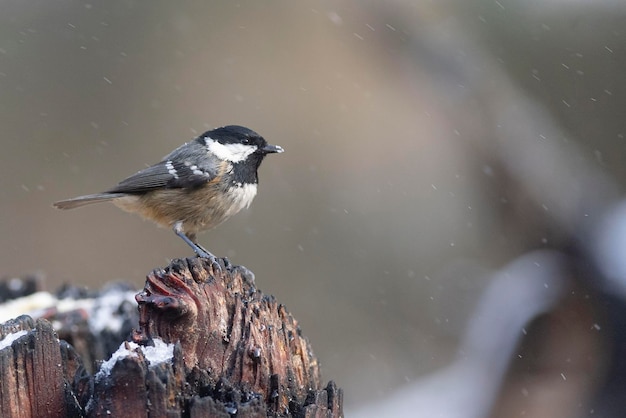 Coal tit Periparus ater Málaga Espanha