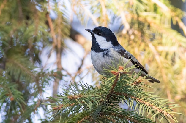 Coal tit Periparus ater O pássaro senta-se em um galho de abeto