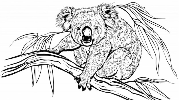 Coala bonito está sentado página de desenho animado para colorir