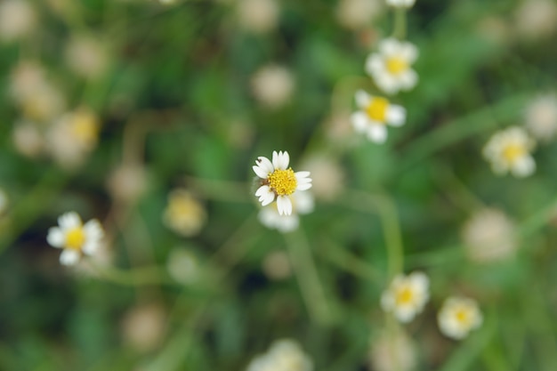 Coatbuttons, margarida mexicana, tridax procumbens, asteraceae, margarida selvagem