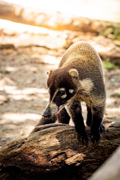 Coati bekannt als Coatimundi in der Natur von Costa Rica Tierfrei