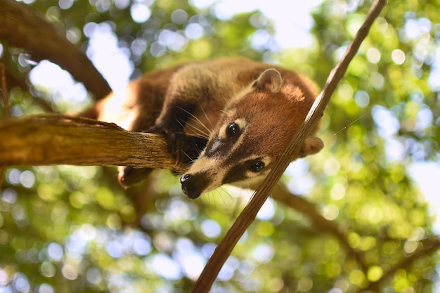 Coatí equilibrado entre las ramas # 6