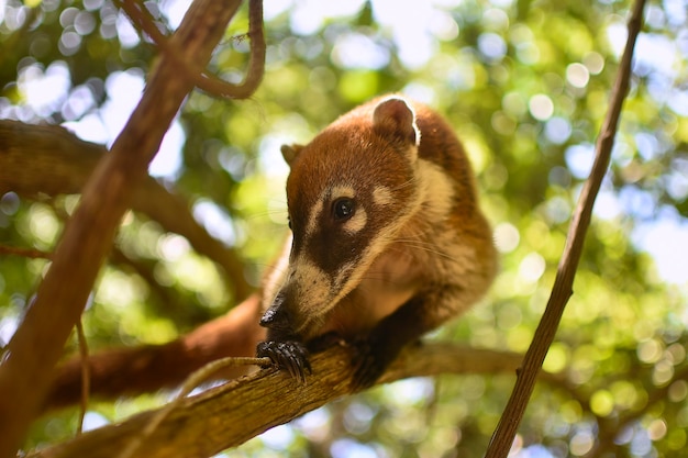 Coatí equilibrado entre las ramas # 7