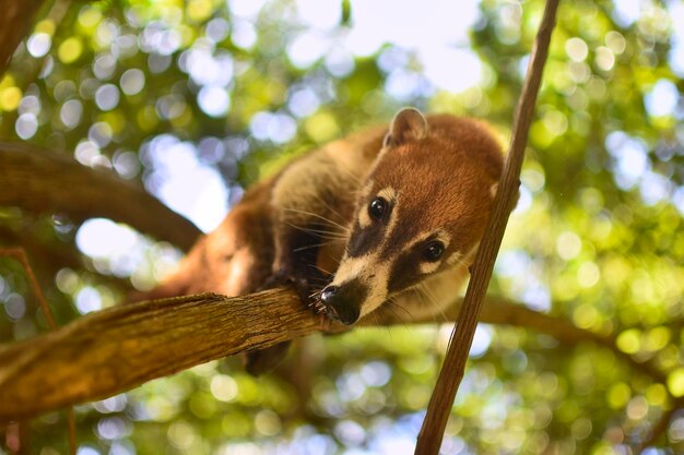 Coatí equilibrado entre las ramas