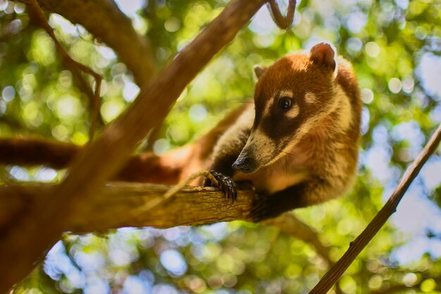 Coatí equilibrado entre las ramas