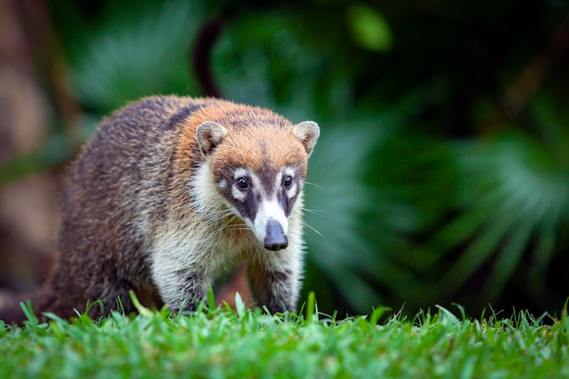 Coatí de hocico blanco - Nasua narica, conocido como el coatimundi, familia Procyonidae..