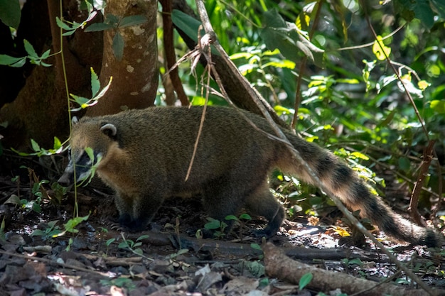 Coati im Nationalpark der Iguazu-Fälle