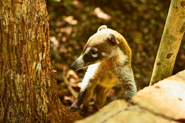 Coatí en medio del bosque