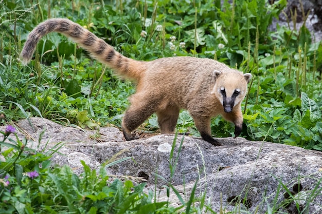 Coati Nasua Nasua Racoon-Porträt