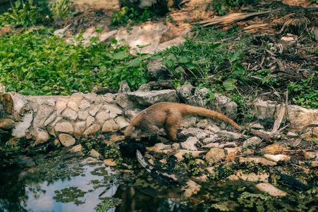 El Coati Nasua sudamericano es un animal salvaje que se parece al mapaches.