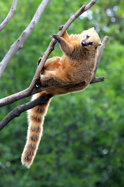 Coatí nasúa