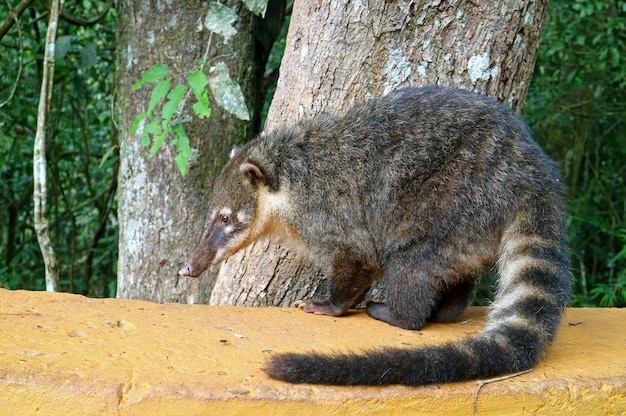 Coati, uma das muitas criaturas semelhantes a guaxinins encontradas no parque nacional das cataratas do iguaçu, argentina