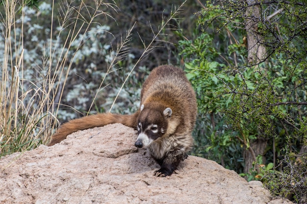 Coatimundi girando sobre una roca