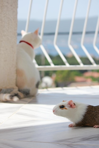 Cobaia com gato branco na varanda