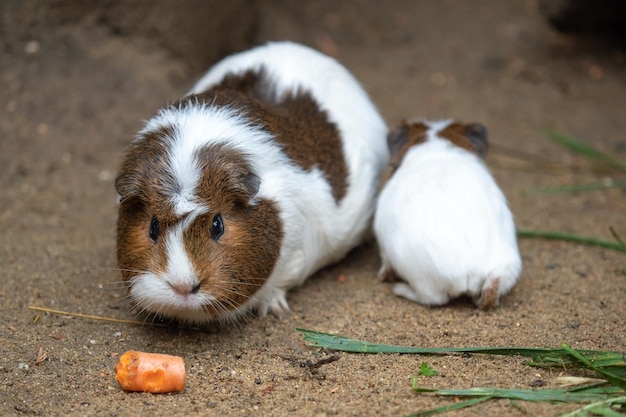 Cobaia come cenoura Cavia aperea f porcellus