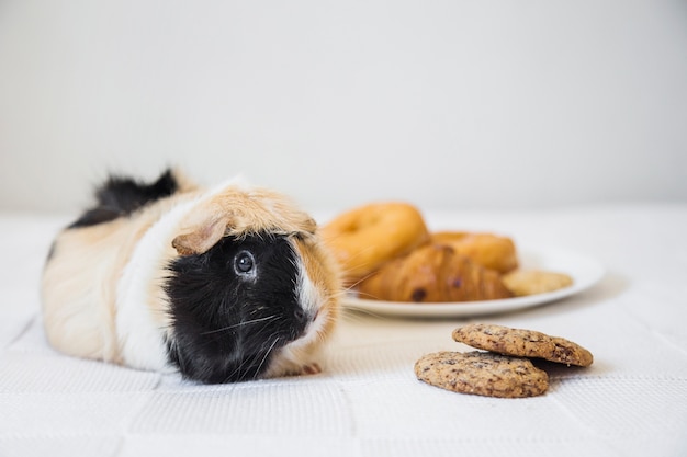 Cobaia, mentindo, perto, biscoitos