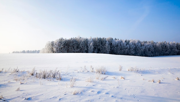 Coberta por uma floresta de neve fresca branca e fofa no inverno, paisagem em condições frias e geladas de inverno em dia ensolarado