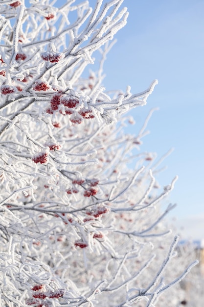 Coberto com galhos de geada de um arbusto Rowan com bagas vermelhas contra o fundo de um céu azul de inverno